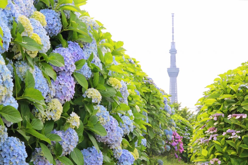 東京都のあじさい名所top7 撮影ポイントやカメラ機材も紹介 Goopass Travel Magazine