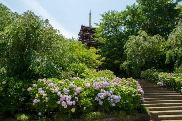 千葉県のあじさいスポットおすすめtop7 名所から穴場まで見頃時期も紹介 Goopass Travel Magazine