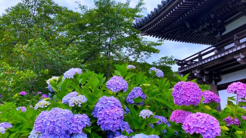 丹州觀音寺　あじさい