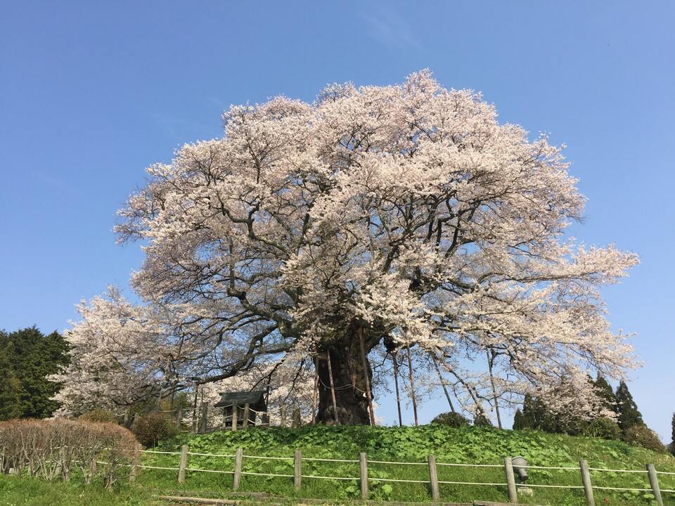 醍醐桜