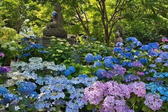 長谷寺のあじさい1
