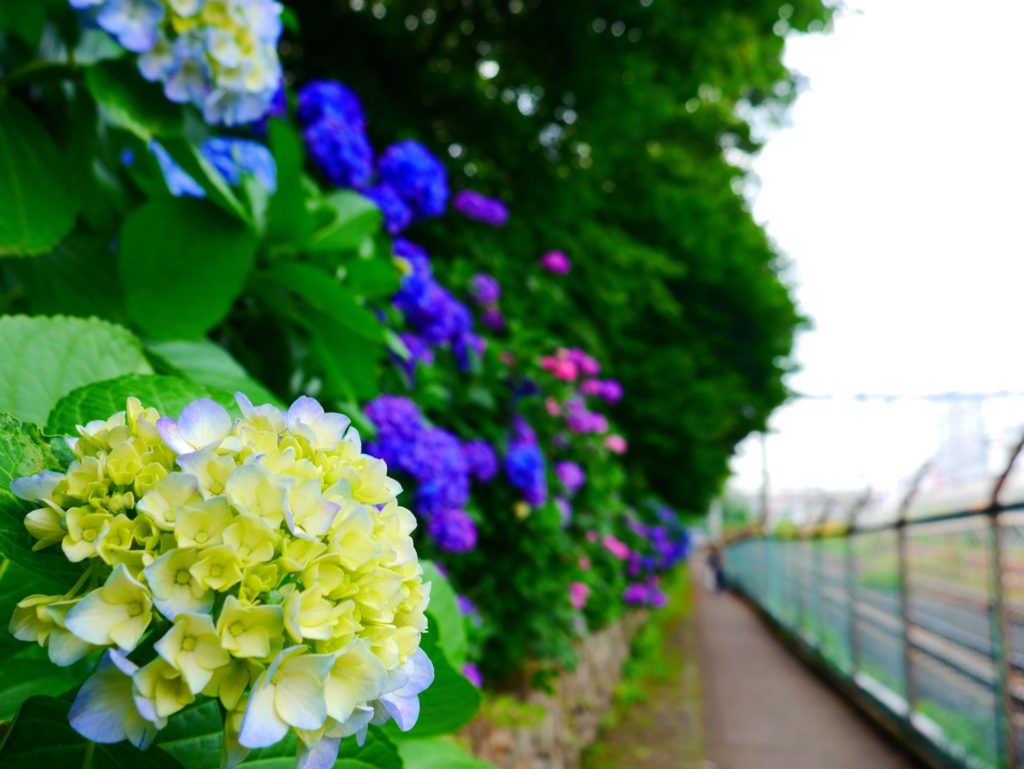 飛鳥山公園