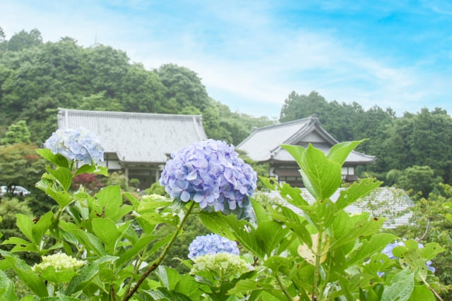 麻綿原高原のあじさい1