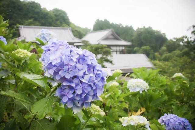 麻綿原高原のあじさい2