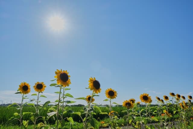 千葉県のひまわり見頃時期(例年)