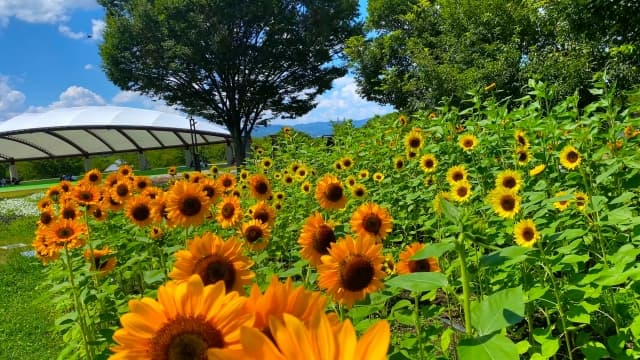 奈良県営馬見丘陵公園