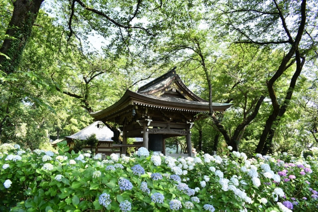 妙楽寺のあじさい