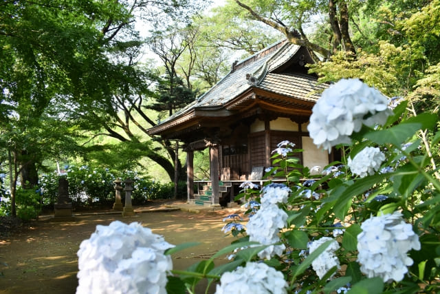 浄慶寺のあじさい