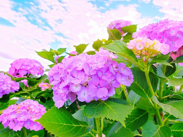 神奈川県のあじさい名所top10 撮影ポイントやおすすめカメラ機材も紹介 Goopass Travel Magazine 神奈川県のあじさい名所top10 撮影ポイントやおすすめカメラ機材も紹介 Goopass Travel Magazine