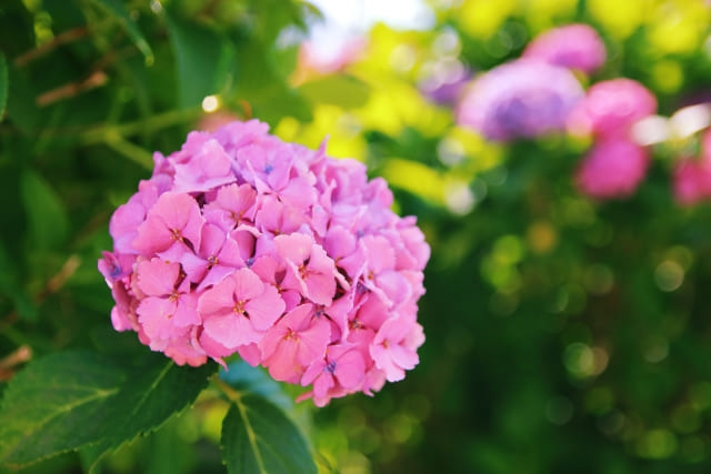 神奈川県のあじさい名所top10 撮影ポイントやおすすめカメラ機材も紹介 Goopass Travel Magazine 神奈川県のあじさい名所top10 撮影ポイントやおすすめカメラ機材も紹介 Goopass Travel Magazine