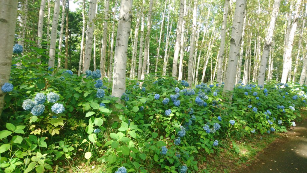白樺と紫陽花