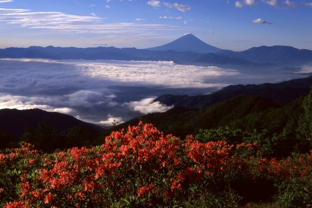 甘利山のレンゲツツジと富士山
