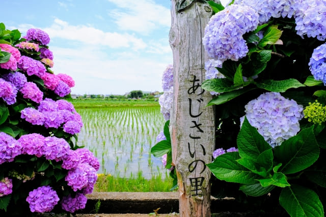 開成あじさいの里