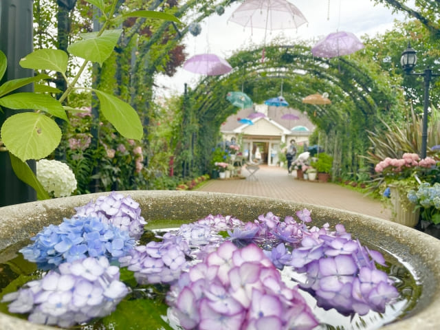 横浜イングリッシュガーデンのあじさい