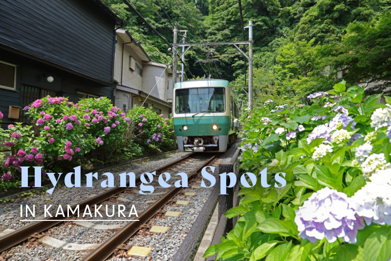 鎌倉のあじさい名所top6 見頃の時期やおすすめの撮影ポイントも紹介 Goopass Travel Magazine