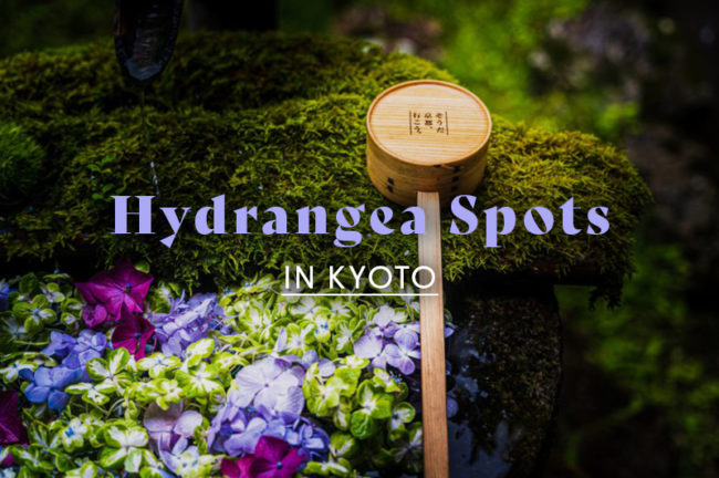 京都府のあじさい名所TOP5!必見の定番スポットを紹介