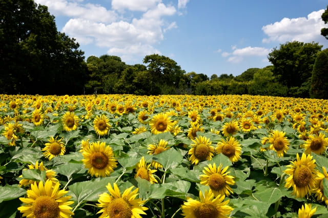 長居植物園のひまわり1