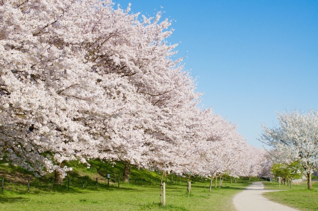幸手権現堂桜堤1