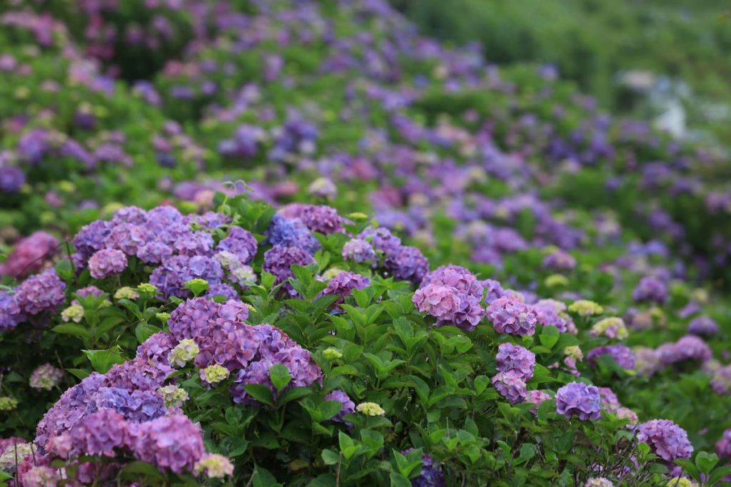 美の山公園の紫陽花