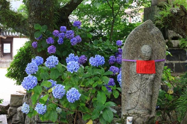 矢田寺　あじさい