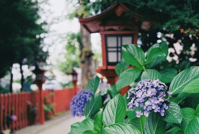 川越八幡宮の紫陽花