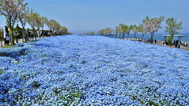 大阪まいしまシーサイドパーク