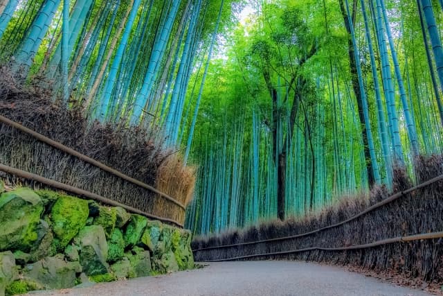 竹林の小径