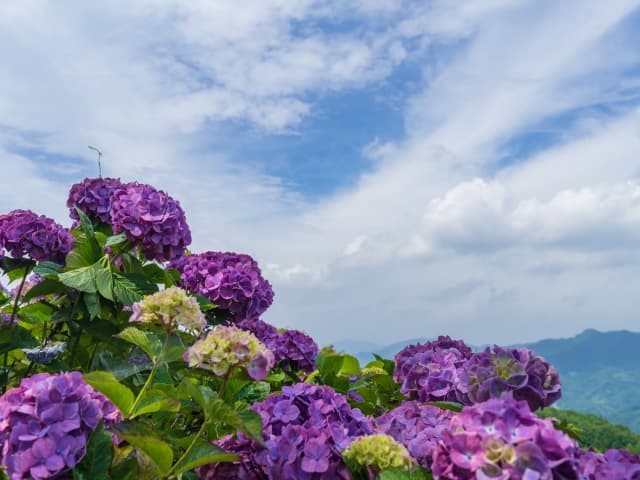 美の山公園の紫陽花