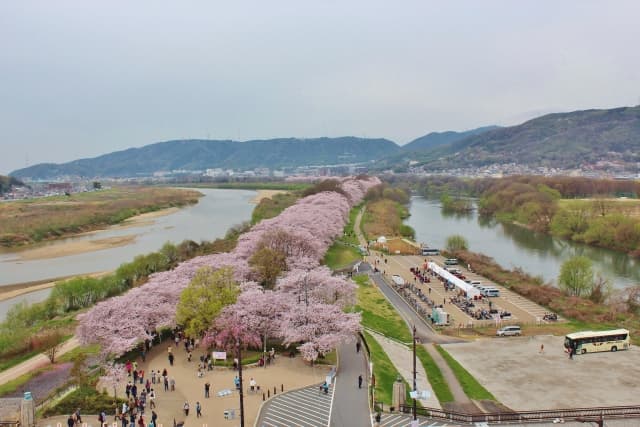 淀川河川公園背割堤地区