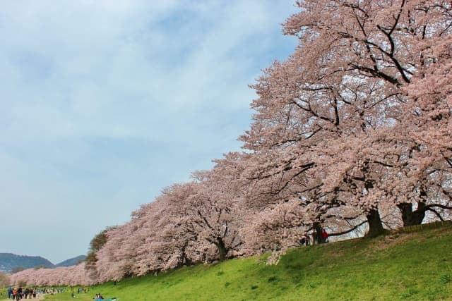 淀川河川公園背割堤地区