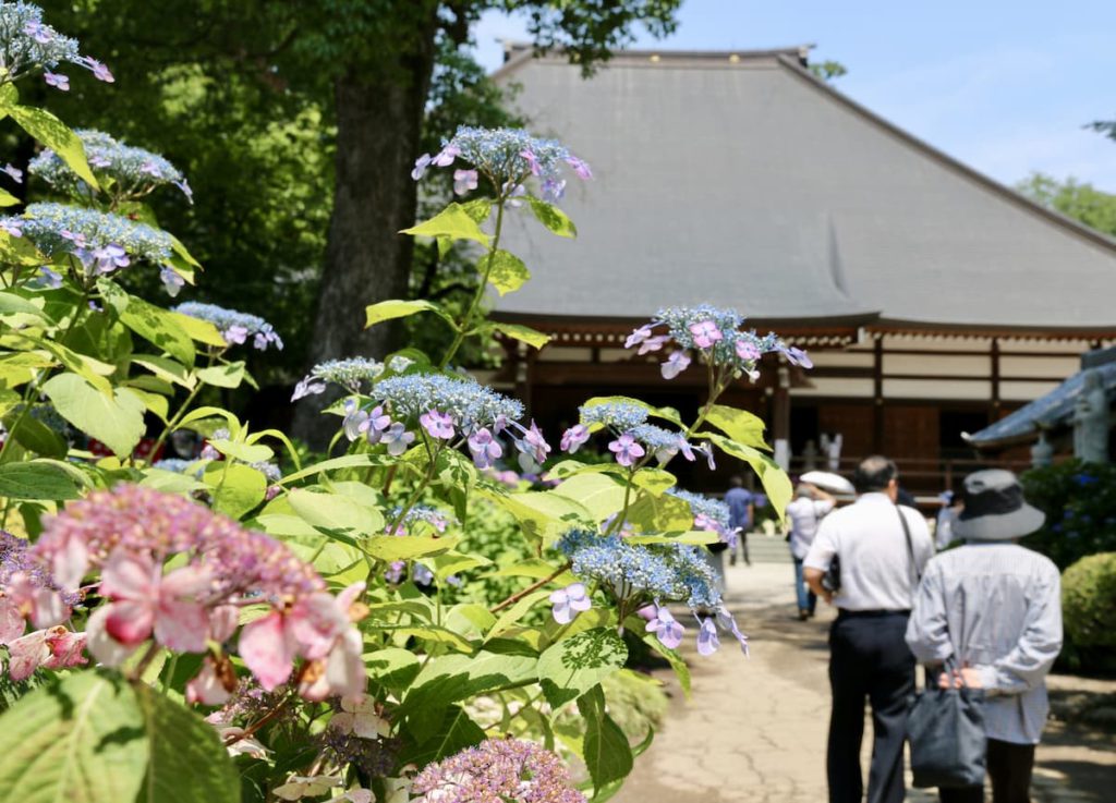 能護寺の紫陽花