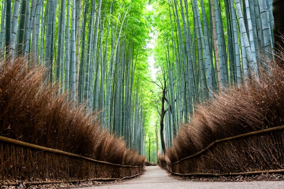 竹林の小径