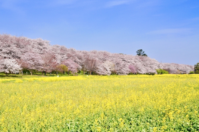幸手権現堂桜堤2