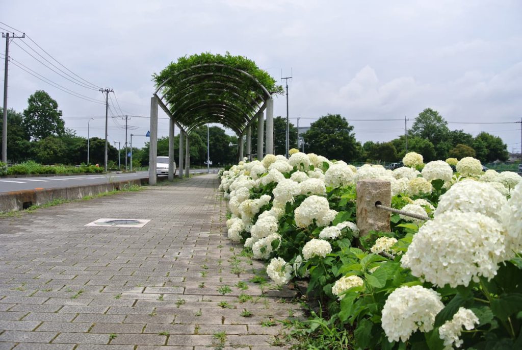 ふじとあじさいの道