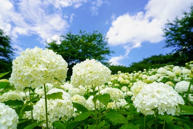 幸手権現堂桜堤の紫陽花