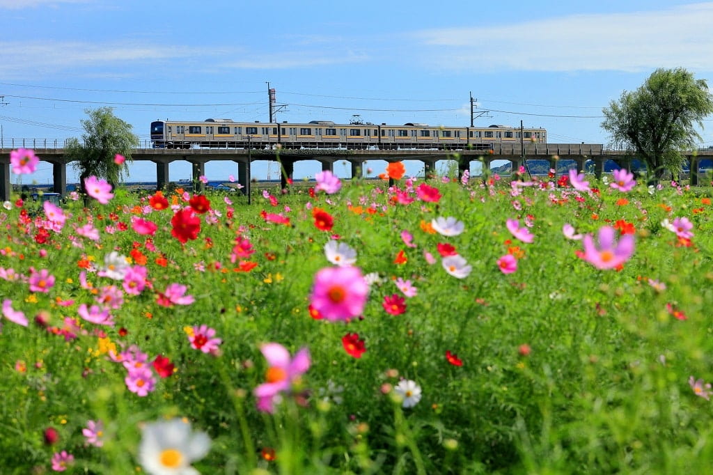 与田浦コスモス畑