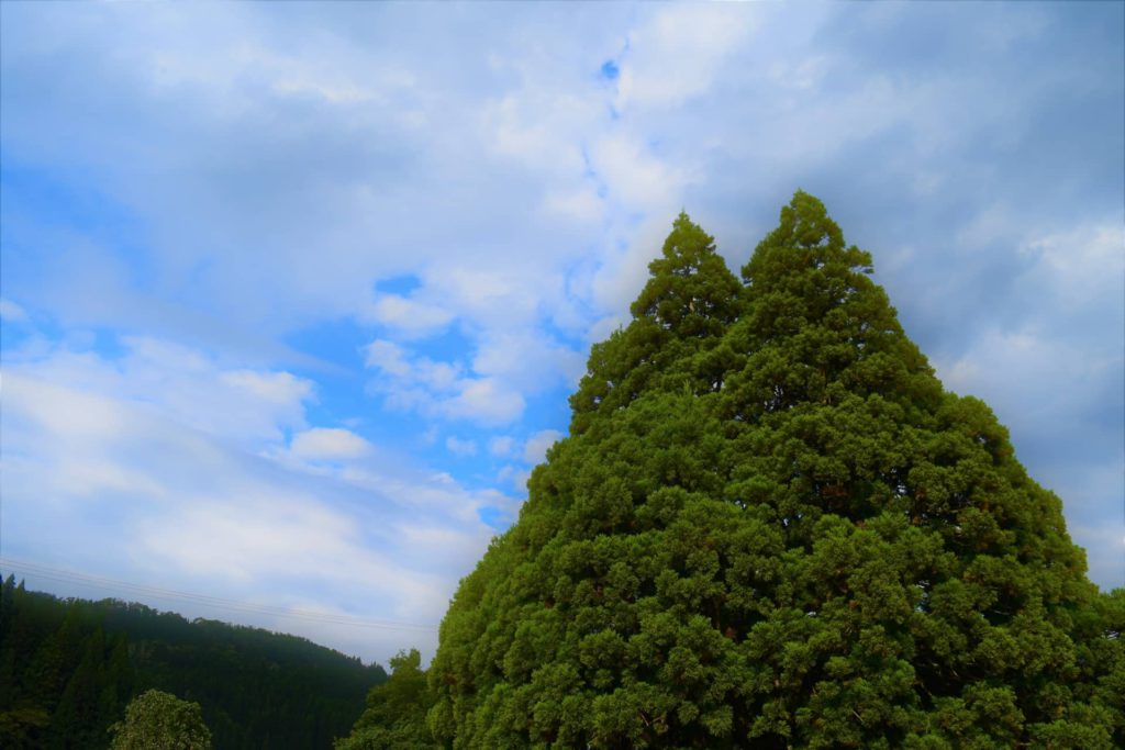 小杉の大杉