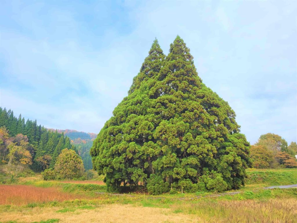 小杉の大杉