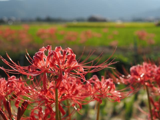 野に咲く彼岸花