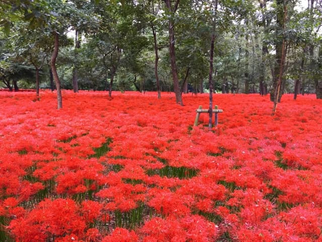 巾着田曼珠沙華公園　彼岸花