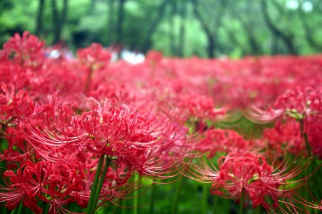 野川公園　彼岸花
