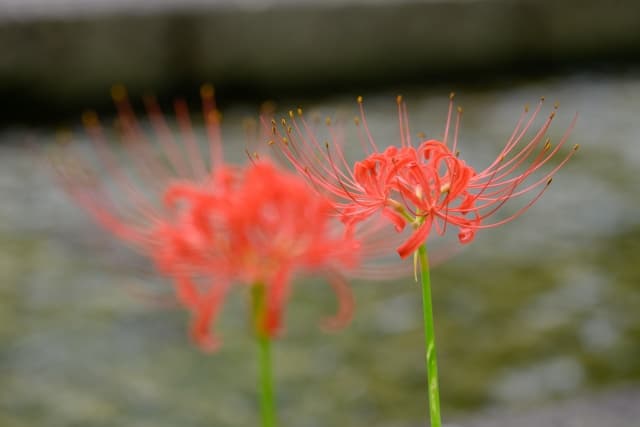 万博記念公園の彼岸花