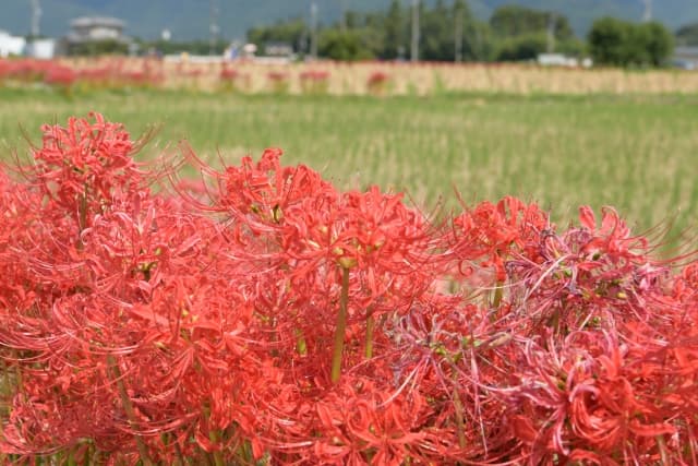 穴太寺の彼岸花