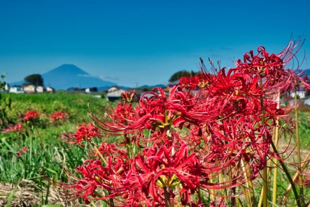 小出川の彼岸花