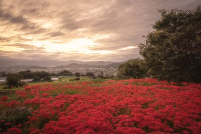 関西の美しい彼岸花の名所top10 見頃時期やイベント情報も紹介 Goopass Travel Magazine