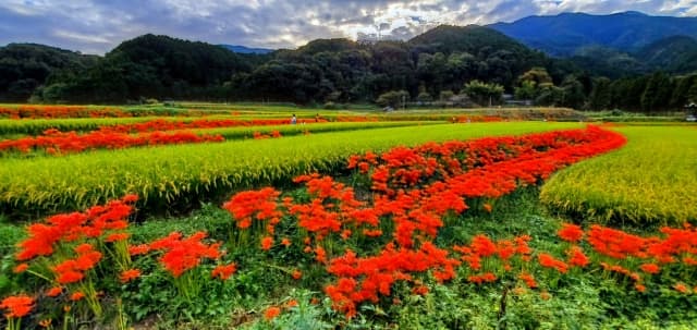 関西の美しい彼岸花の名所top10 見頃時期やイベント情報も紹介 Goopass Travel Magazine