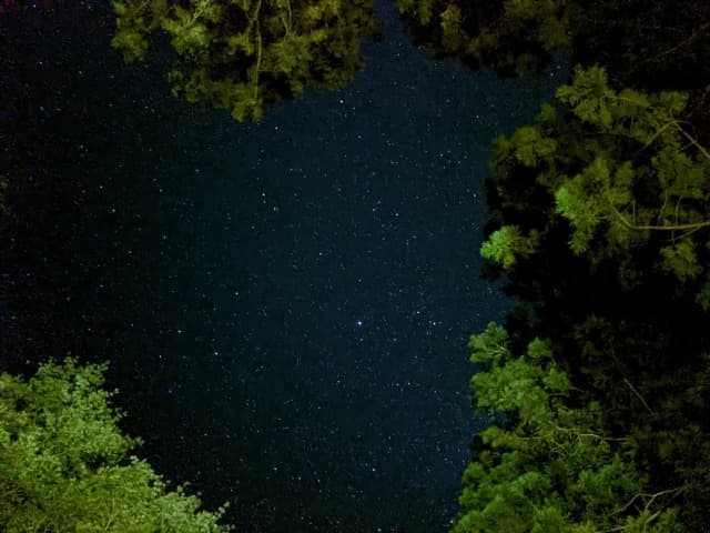 森林から見える星空