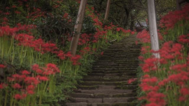 関西の美しい彼岸花の名所top10 見頃時期やイベント情報も紹介 Goopass Travel Magazine