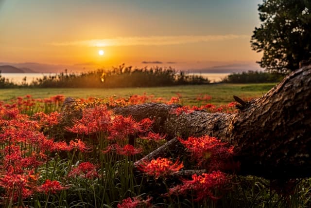 関西の美しい彼岸花の名所top10 見頃時期やイベント情報も紹介 Goopass Travel Magazine