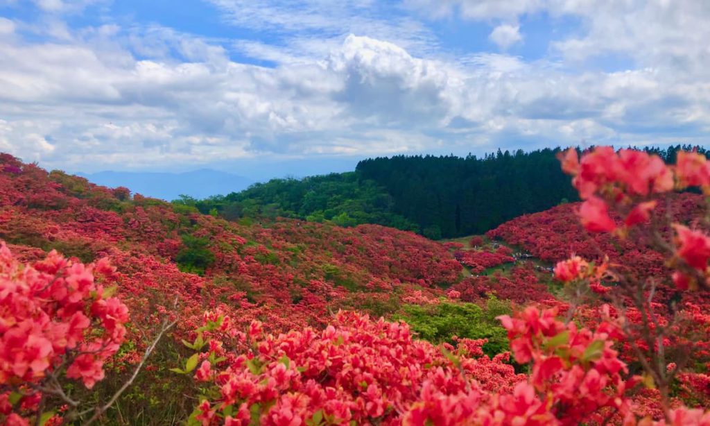 葛城山のツツジ
